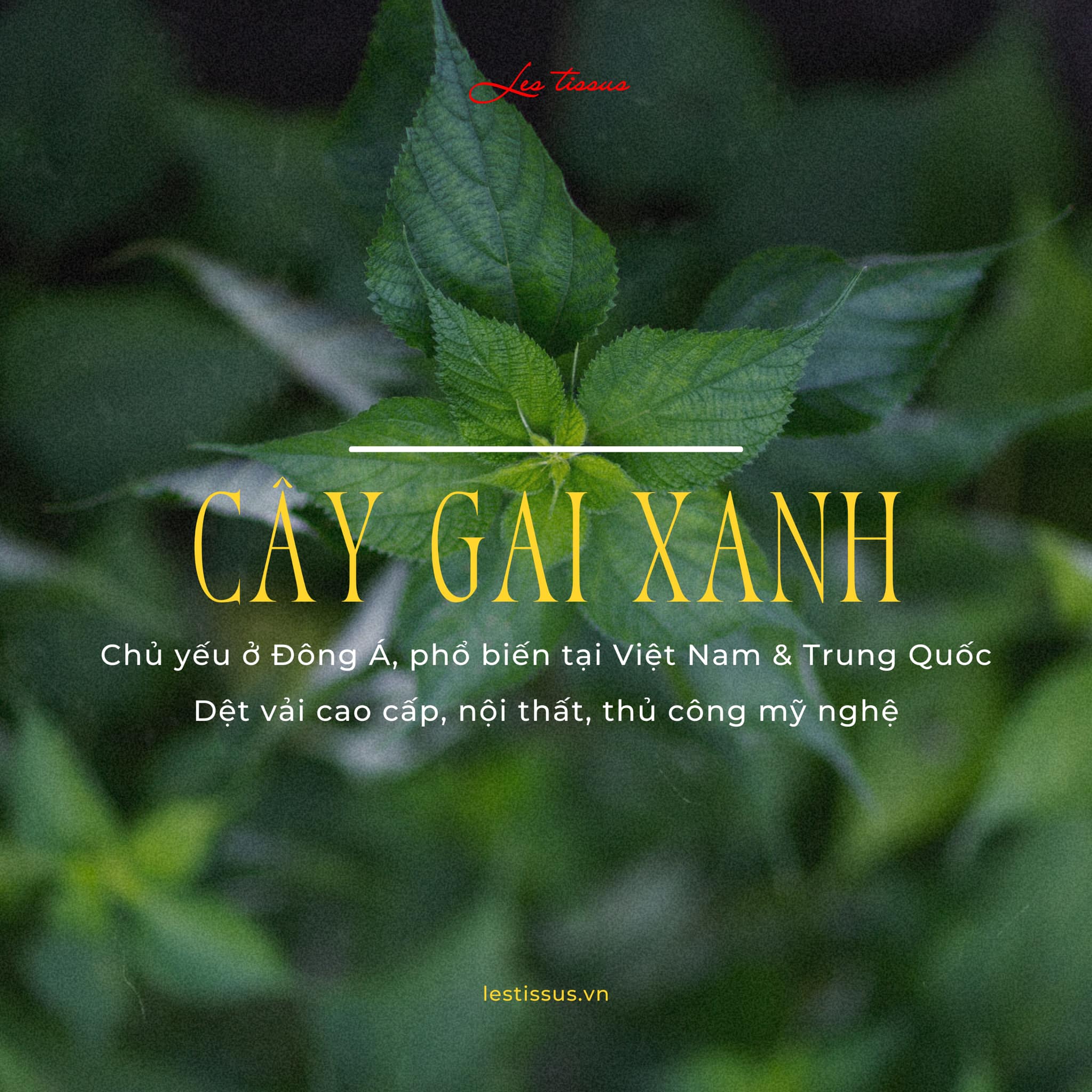 gai xanh gai dau 3